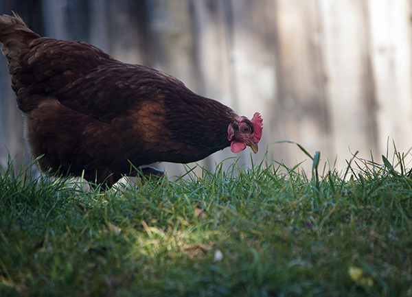 A chicken at Riverdale Farm Toronto
